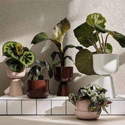 Nappula Ceramic Planter, White 12.5" x 7.5" by Matti Klenell by Iittala Planter Iittala 