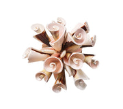 Seashell Burst Napkin Ring in Ivory & Natural, Set of 4 by Kim Seybert