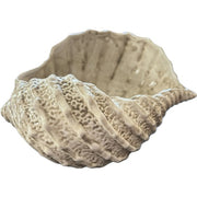 Sea Shell Bowl, Natural Color by Abbiamo Tutto