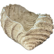Sea Shell Bowl, Natural Color by Abbiamo Tutto