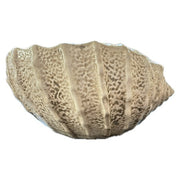 Sea Shell Bowl, Natural Color by Abbiamo Tutto