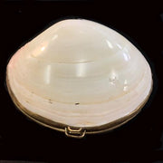 Vintage Clam Shell and Brass Coin Change Purse Purse Amusespot 